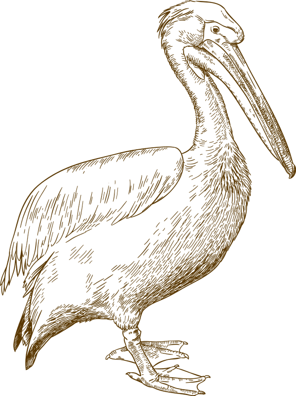A brown pelican stands upright with a long beak, webbed feet, and textured feathers, facing left.